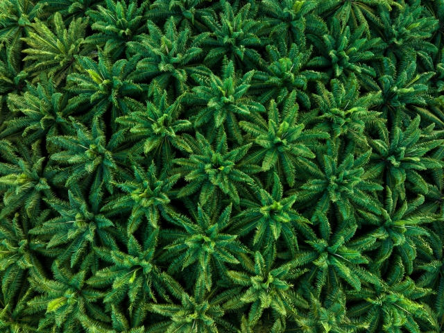 aerial-drone-top-view-of-the-oil-palm-plantation.jpg